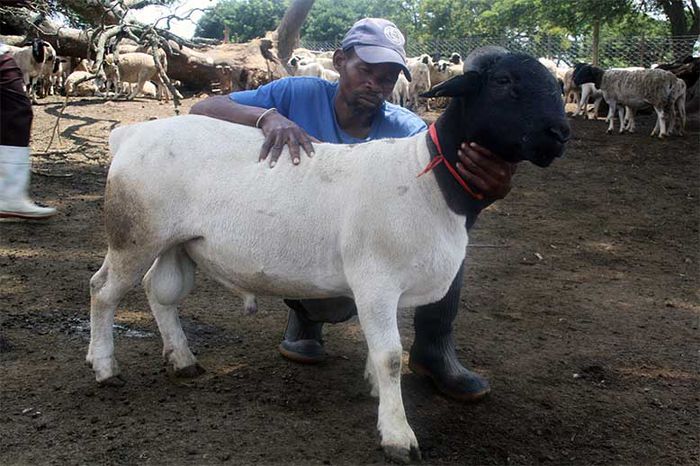 Berbec Dorper robust