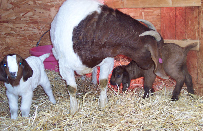 Capra Boer cu doi iezi-98