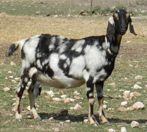 Capra Nubiana-76 - Rase de oi si capre-Poze deosebite-1
