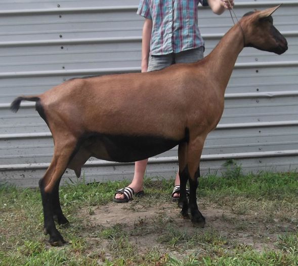 Capra Oberhasli frumoasa-8x