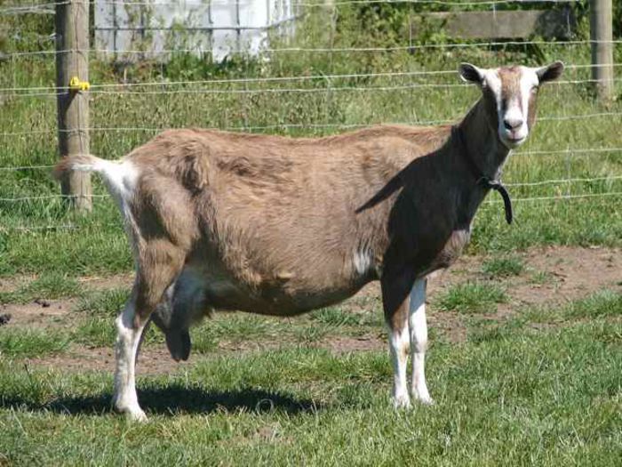 Capra Toggenburg cu pulpa mare