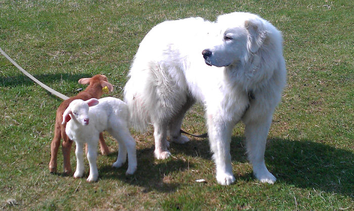 Miei Katahdin cu paznicul lor