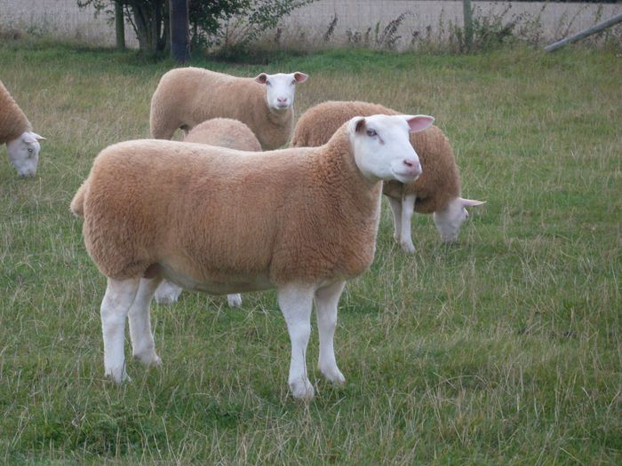 Oi Berrichon frumoase