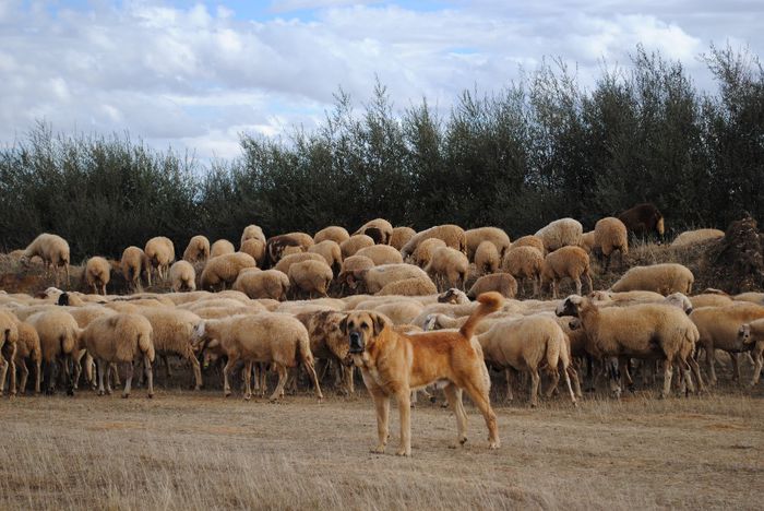 Oile si pazitorul lor