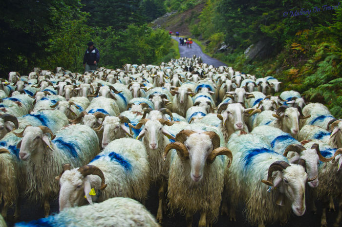 Transhumanta in Franta - Rase de oi si capre-Poze deosebite-1