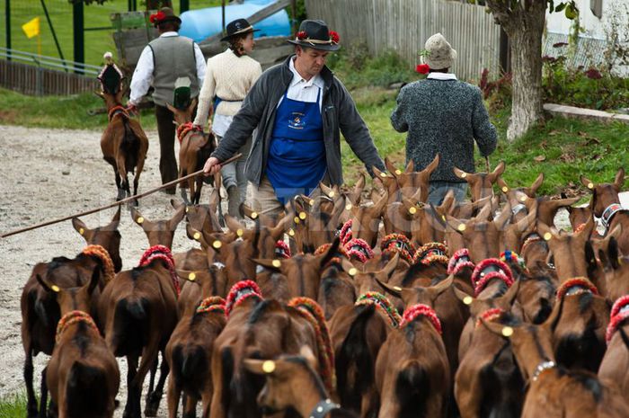 Transhumanta in sudul Tirolului - Rase de oi si capre-Poze deosebite-1