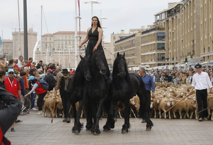 Vin oile prin oras-2 - Rase de oi si capre-Poze deosebite-1