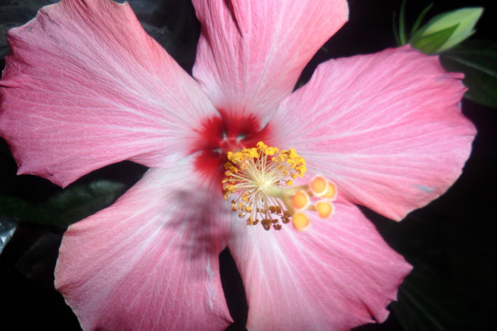 SAM_2706 - hibiscusi 2014-4