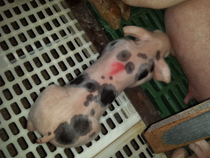 Scrofita - Purcei Pietrain la 3 zile