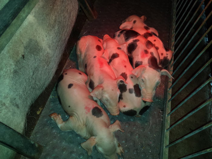 Baietii - Purcei Pietrain la 3 zile