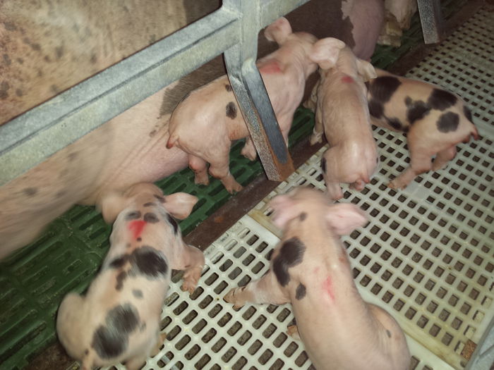 Purcei Pietrain mici mici 001 - Purcei Pietrain la 3 zile