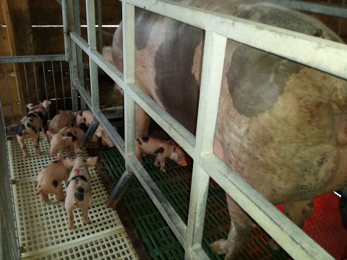 Scroafa Pietrain Belgian