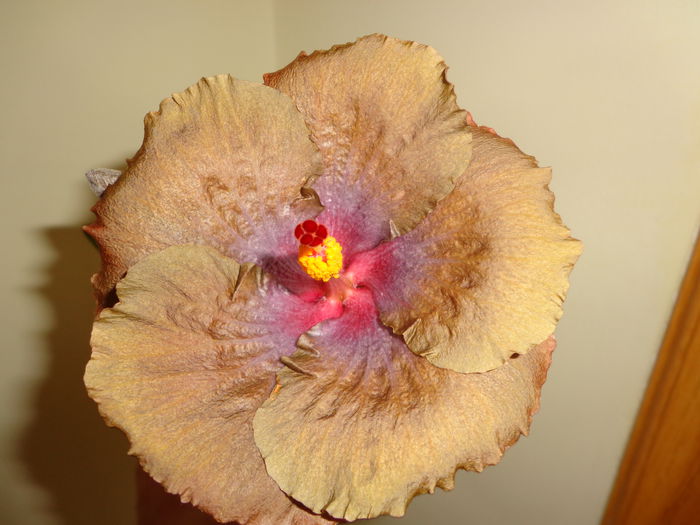 073 - HIBISCUS WALLFLOWER