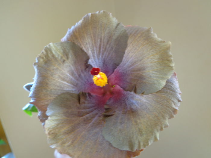 071 - HIBISCUS WALLFLOWER