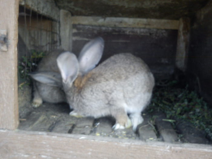 Mascul Metis Urias german 3,5luni; Mascul Metis Urias german 3,5luni
