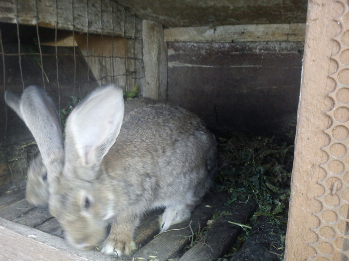 DSC00211; Mascul Metis Urias german 3,5luni
