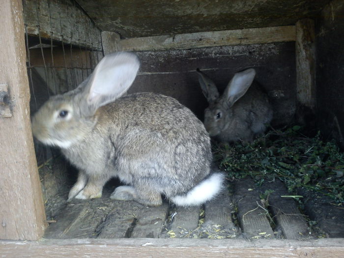 Mascul Metis Urias german 3,5luni