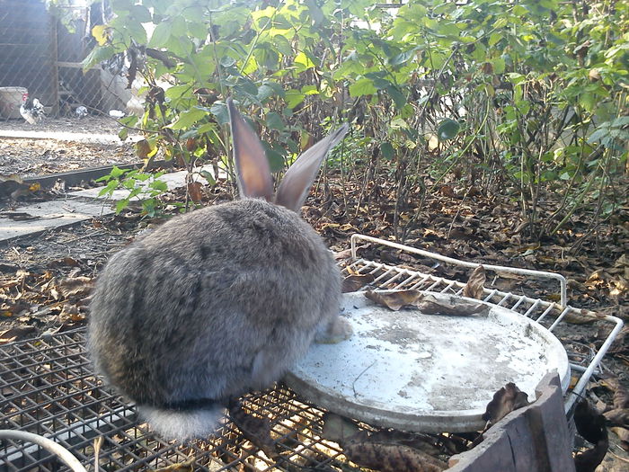 Mascul Metis Urias german 3,5luni