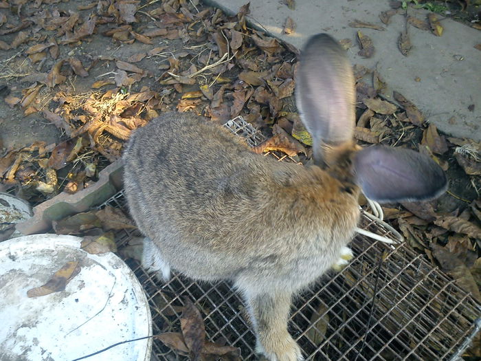 Mascul Metis Urias german 3,5luni