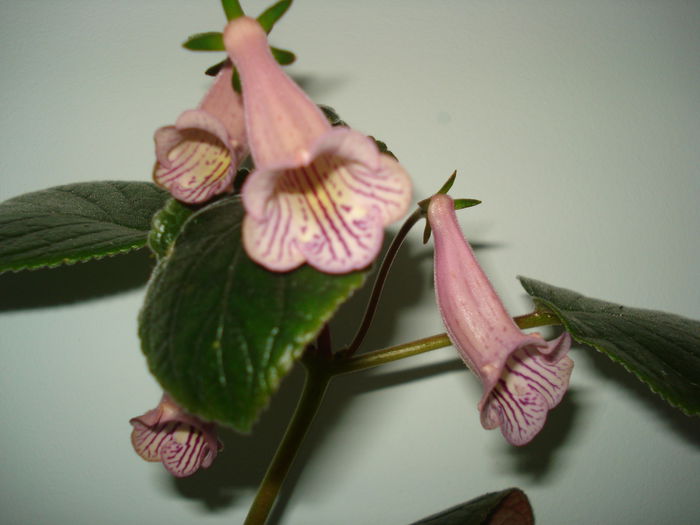 DSC09059 - FLORI 2014