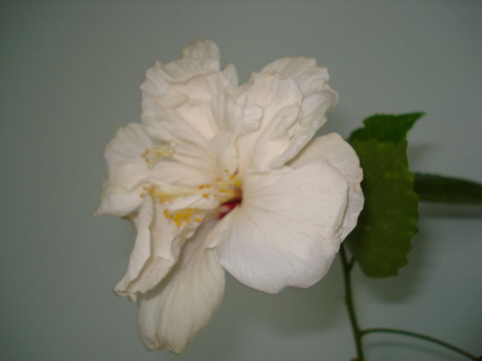 DSC09046 - FLORI 2014