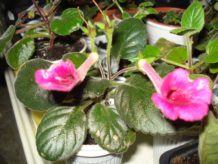 DSC09049 - FLORI 2014