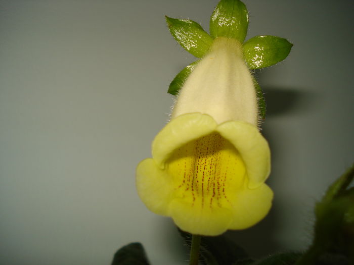 DSC09074 - FLORI 2014