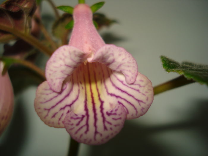 DSC09058 - FLORI 2014