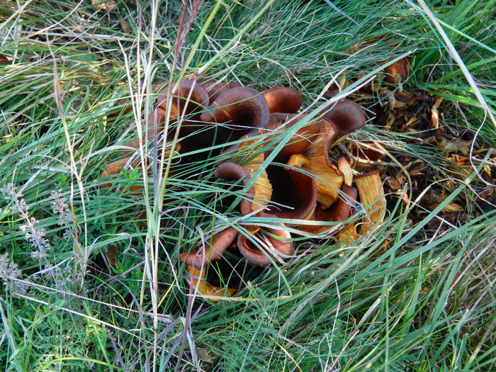 DSCN0001 - HERCULANE_2_SEPTEMBRIE_2014