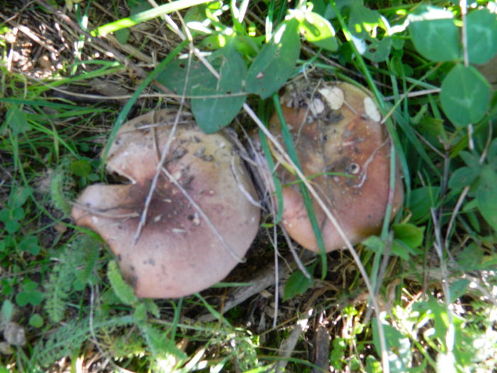 DSCN0011 - HERCULANE_2_SEPTEMBRIE_2014