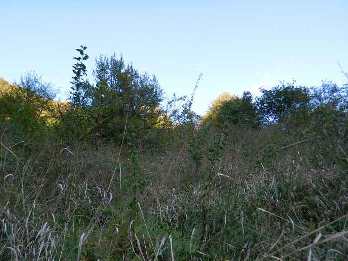 DSCN0023 - HERCULANE_2_SEPTEMBRIE_2014