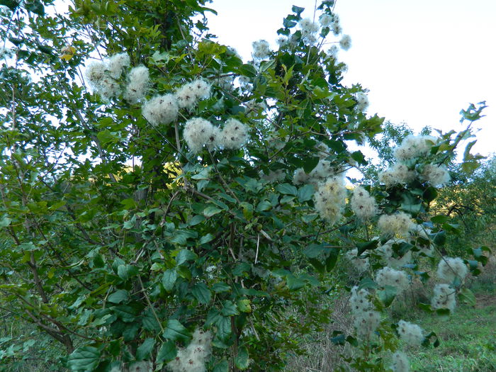 DSCN0032 - HERCULANE_2_SEPTEMBRIE_2014