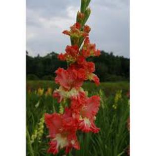 21 - 0 VANZARE GLADIOLE