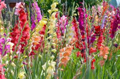 11 - 0 VANZARE GLADIOLE