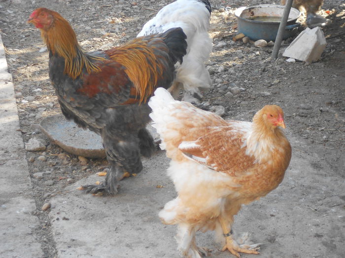 Picture 80 193 - BRAHMA PUI