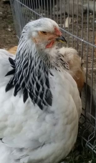 2014-10-12 18.04.00 - Tineret 2014