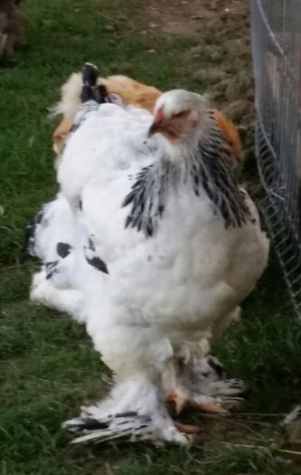 2014-10-12 18.05.10 - Tineret 2014