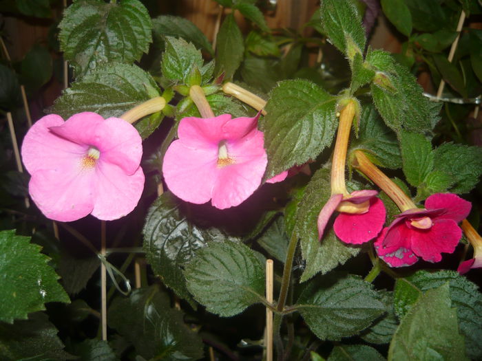 P1070737 - achimenes 2014