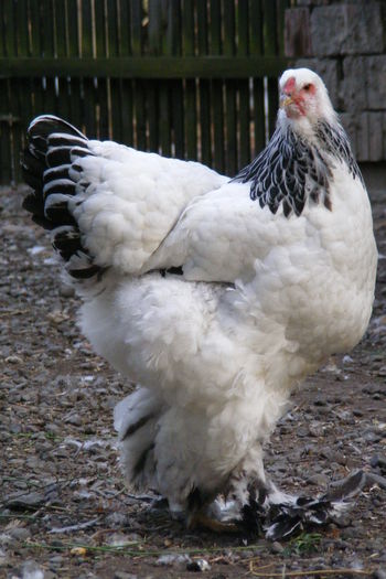 PUICUTE BRAHMA