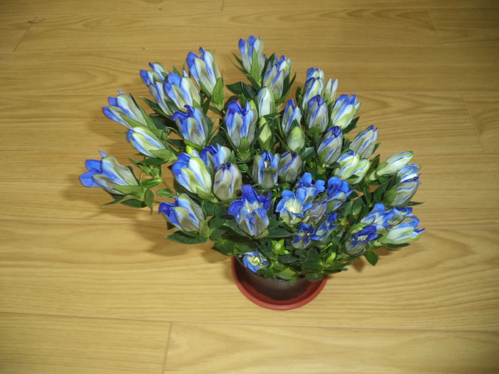GENTIANA