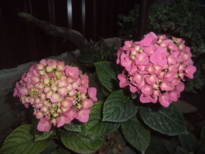 HORTENSIA