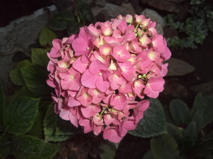 HORTENSIA