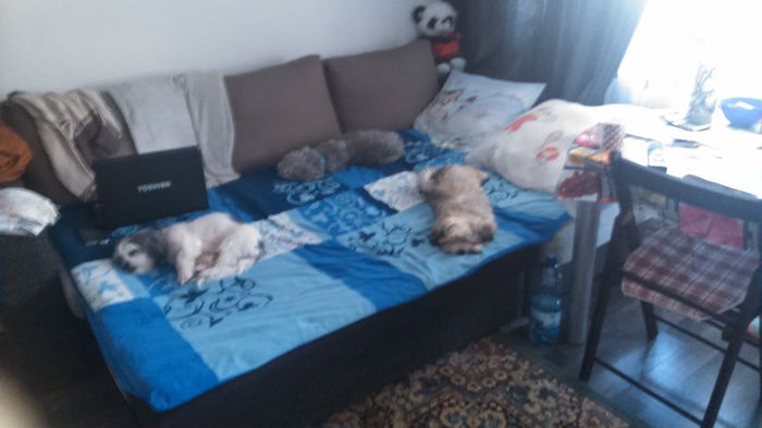 DSC_0569 - Fritz  Bella  Mimi