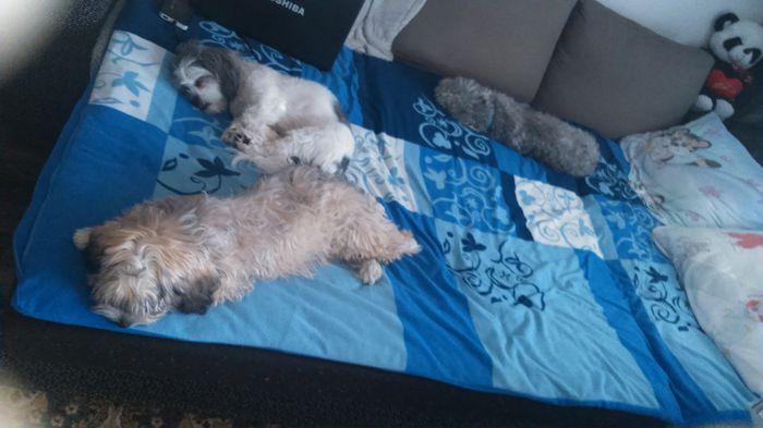 DSC_0570 - Fritz  Bella  Mimi