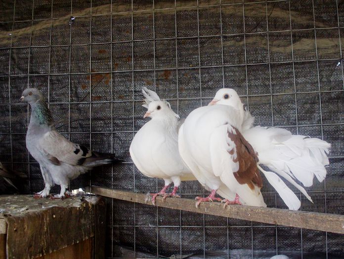 IMG_0833 - Ornament 2014