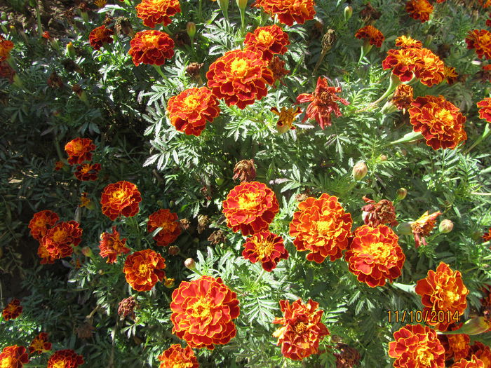 Tagatos patula - c-Toamna