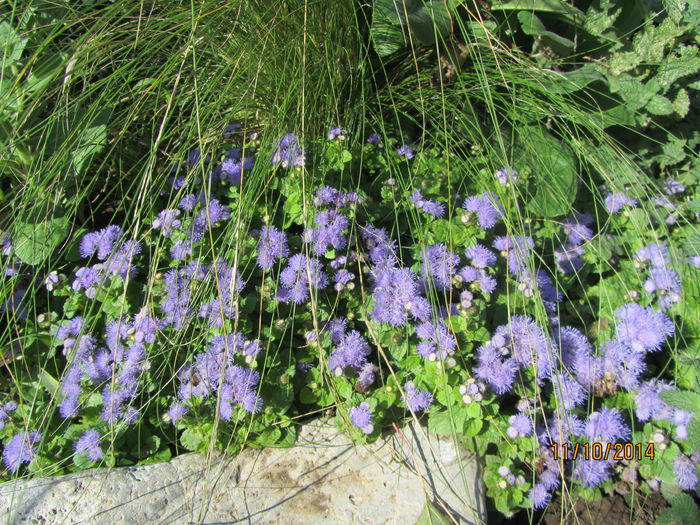 Pufuleti-Ageratum mexicanum