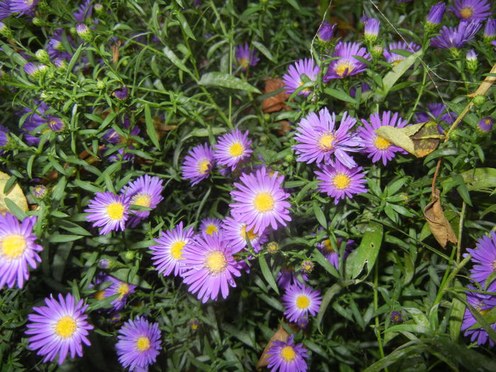 Blue Aster (2014, September 21) Blue Aster (2014, September 21)