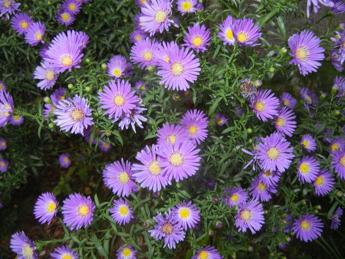 Blue Aster (2014, September 21) Blue Aster (2014, September 21)