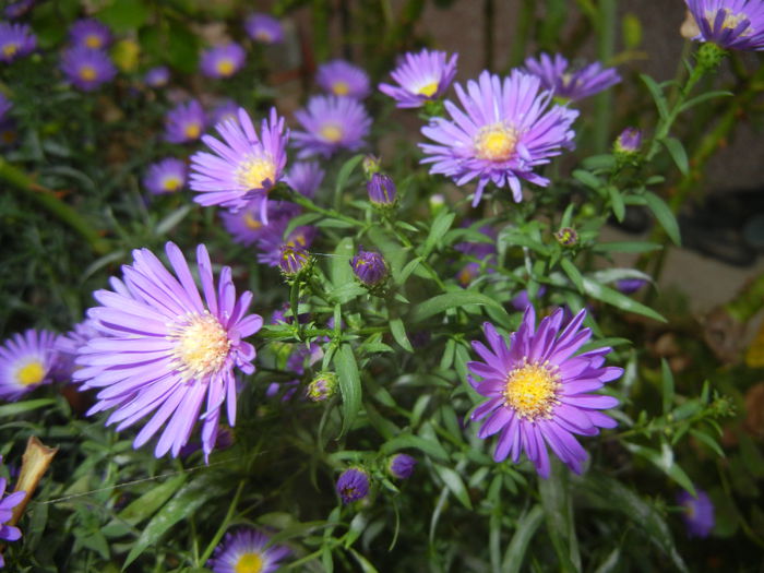 Blue Aster (2014, September 21)